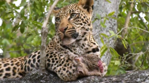 Young Thamba holds on to his lunch while gazing about the wilderness!