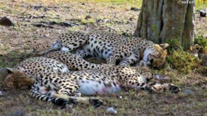 Cheetah brothers enjoying a nap in the shade after a morning of hunting and feeding.
