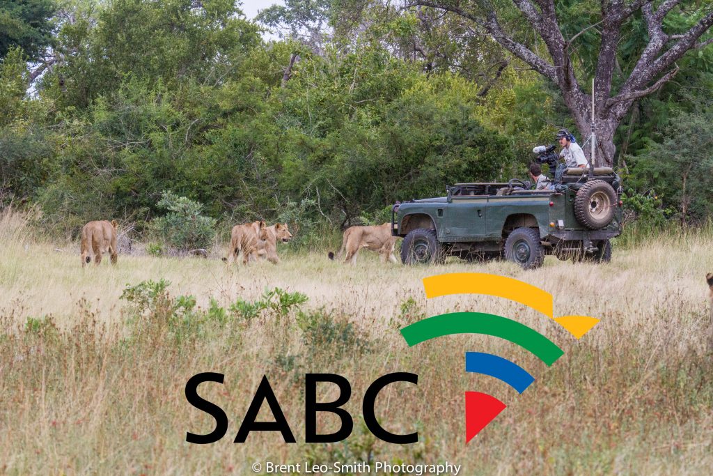 safariLIVE will now be broadcast on South African TV - WildEarth